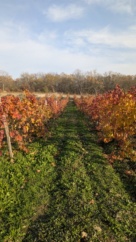 Абрау-Дюрсо - колыбель российского шампанского