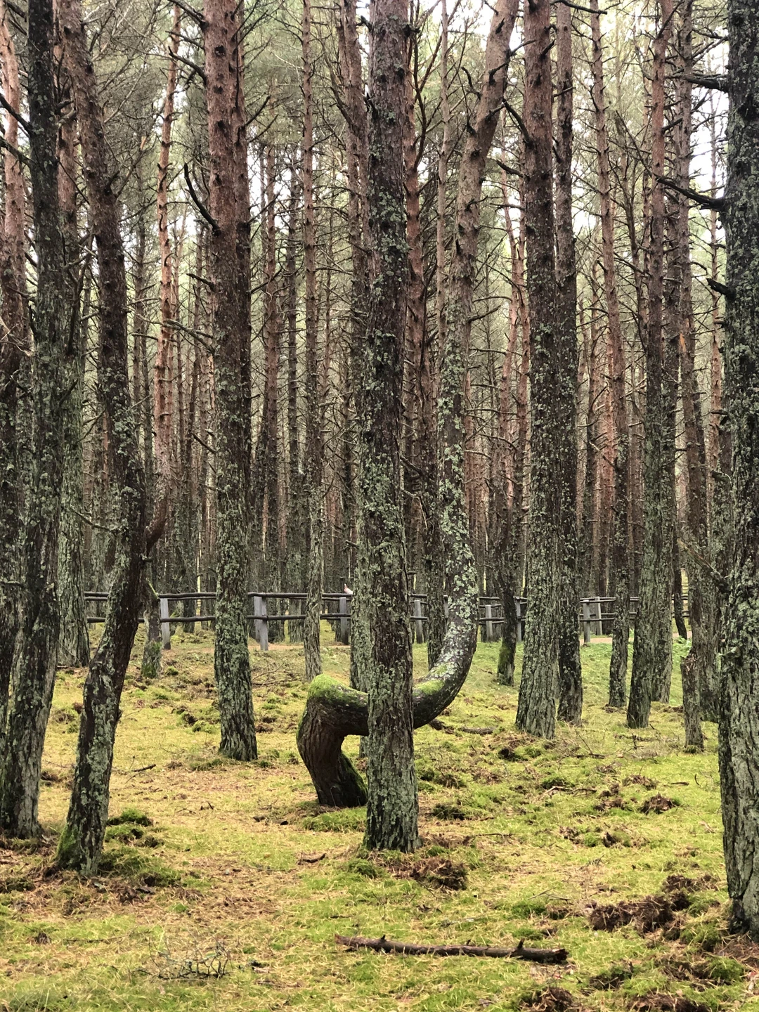 Куршская коса из Зеленоградска (Елена)