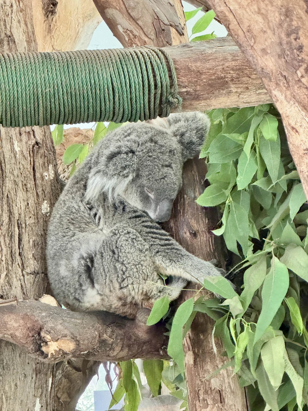 Экскурсия в зоопарк очень понравилась! За 4 часа мы успели посмотреть кажется всех животных, море впечатлений