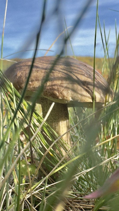 Виды Гора Горелая, каменный лабиринт и тайна древних капищ