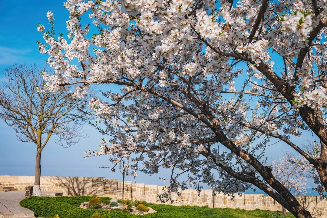 Персиковые сады Дагестана