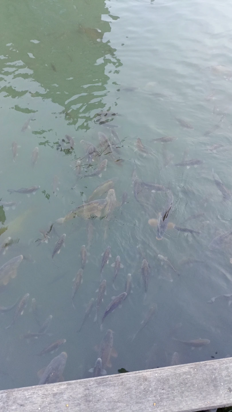 8 ноября 25 г. мы заказали на Трипстере экскурсию к Чегемским водопадам и замок Шато Эркен