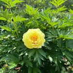 Карина