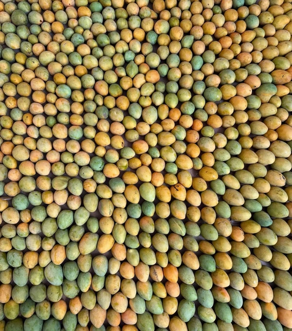 Исмаилия - манговая столица и сердце Суэцкого канала