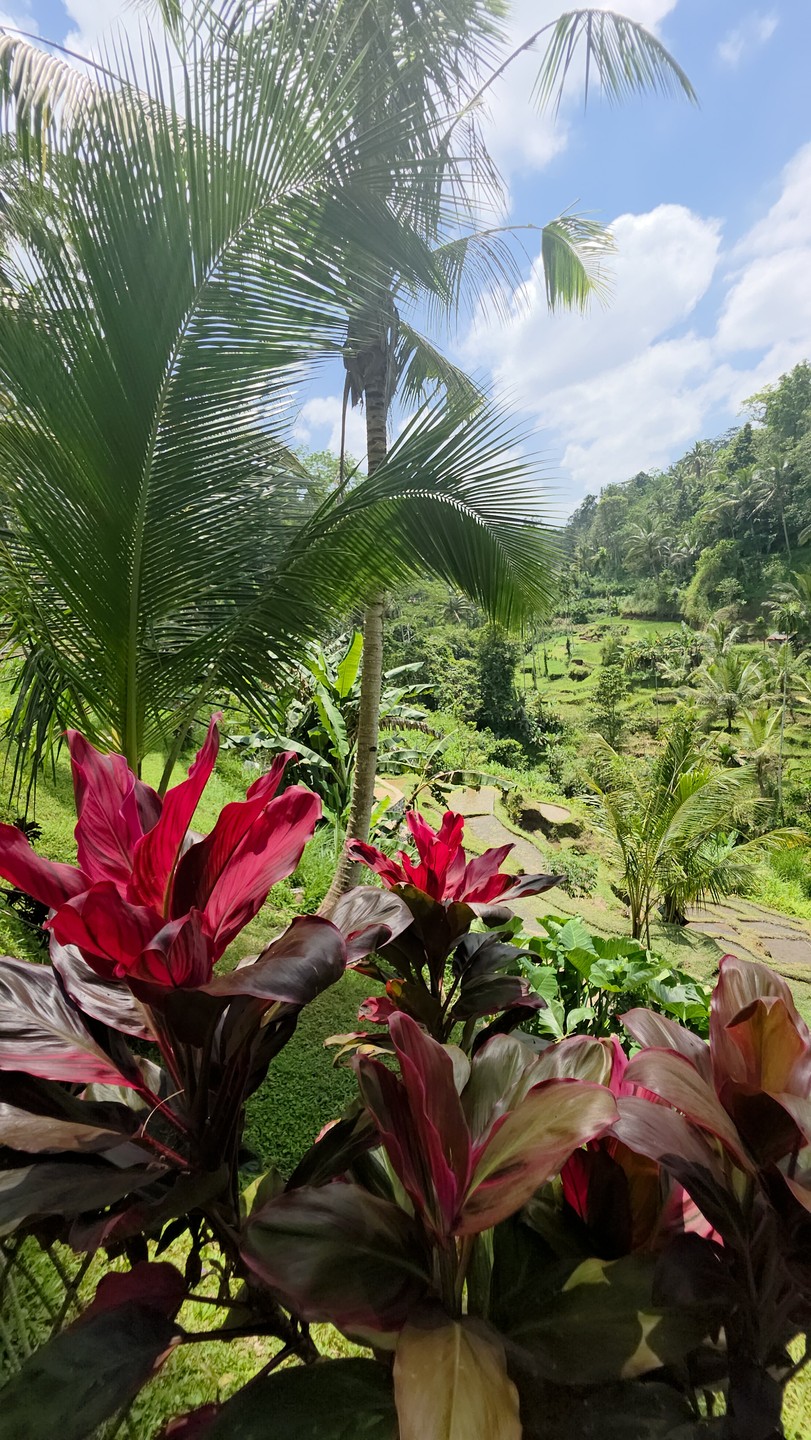 05.09.25 мы были на экскурсии на Бали с гидом Абу, и впечатления остались самые положительные! 🌴✨
