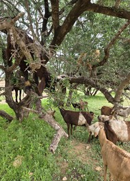 Фото отзыва 3: экскурсия "Загадочная Эс-Сувейра"