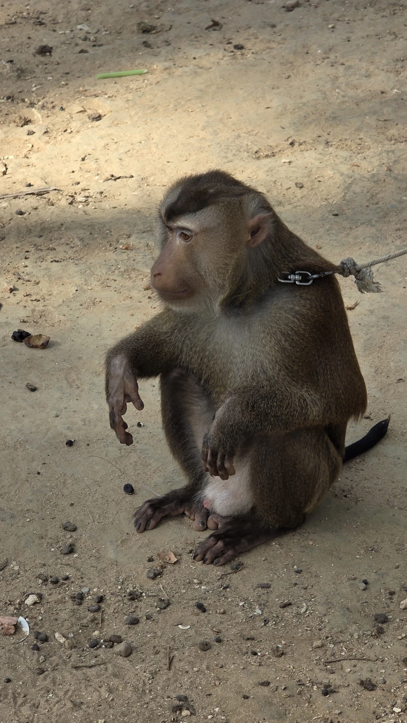 Часто езжу на экскурсии с трипстером. Постараюсь быть объективным.