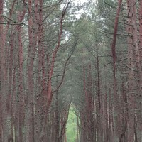 Фото отзыва 8: экскурсия "Куршская коса: земля древних куршей и&nbsp;великанши Неринги (из Калининграда)"