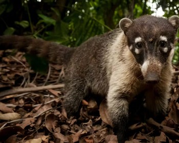 Национальный парк «Тортугеро»