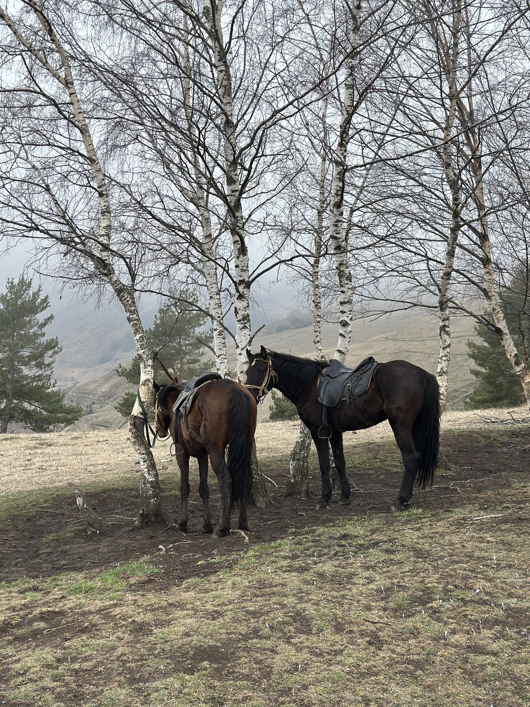 Была на прогулке в марте. За мной приехали в Ессентуки и потом также отвезли обратно. База