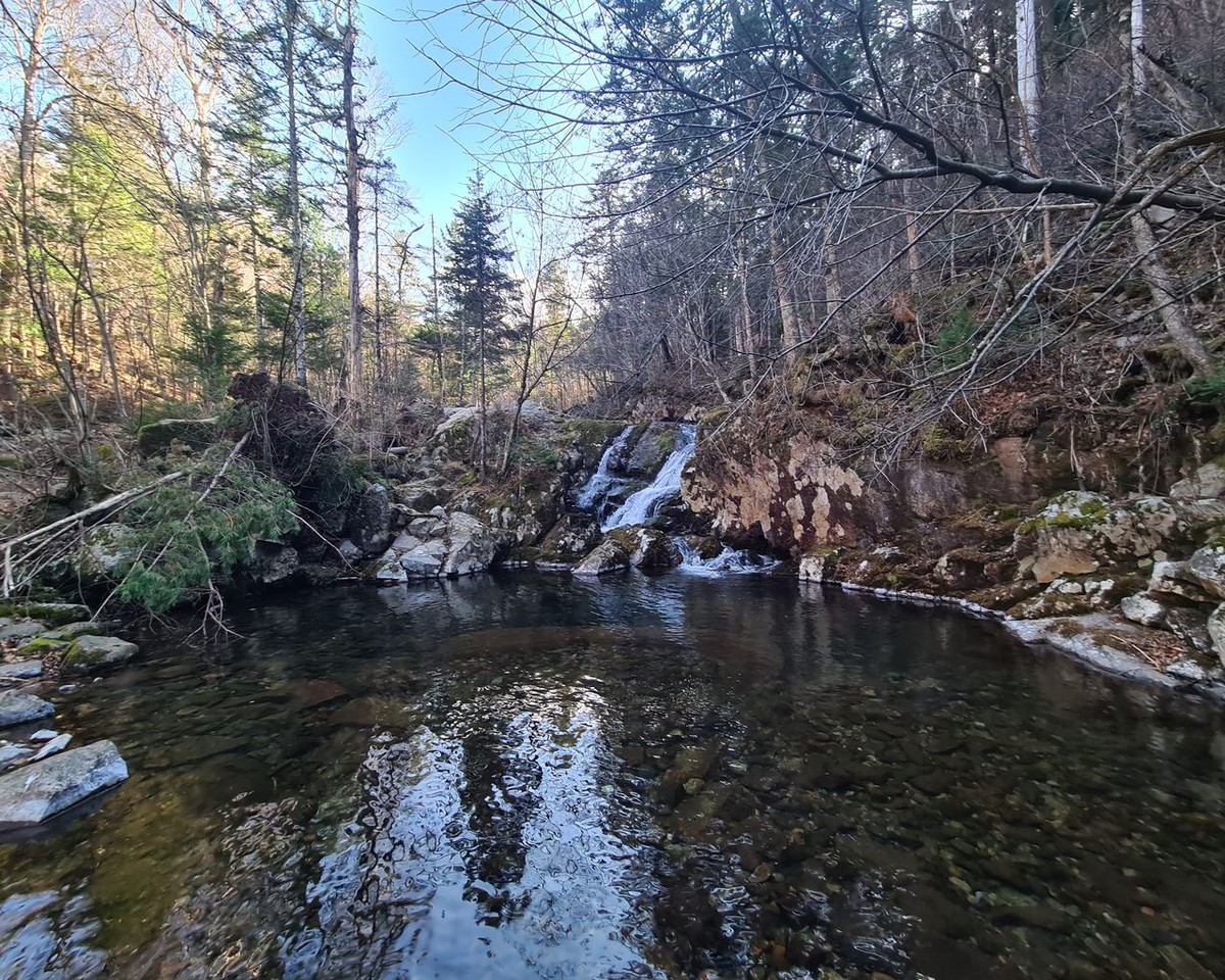 Познавательная прогулка по приморской тайге (7/9)