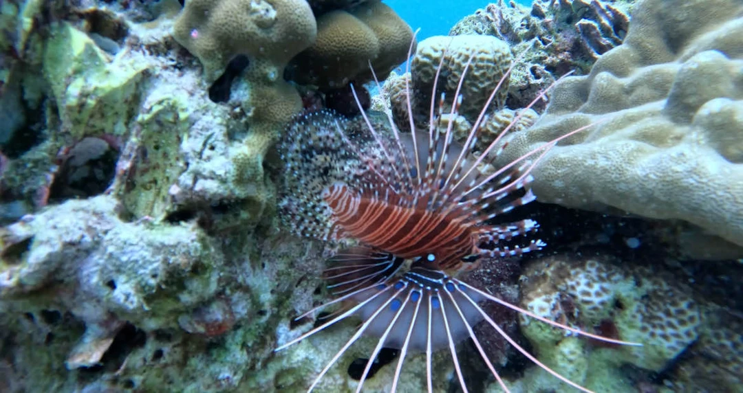 Дайвинг-приключение в Таиланде (Дарья)