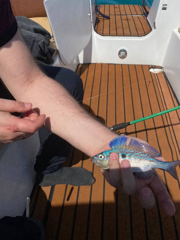 Виды Морская рыбалка с капитаном Марией в Адлере