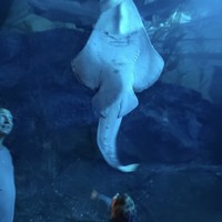 Фото отзыва 3: экскурсия "Многогранный Дубай: насыщенный день в мегаполисе"