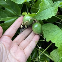 Фото отзыва 4: экскурсия "Сокровища провинции Матансас"