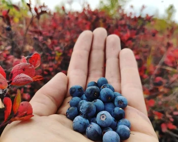 Толбачинский дол
