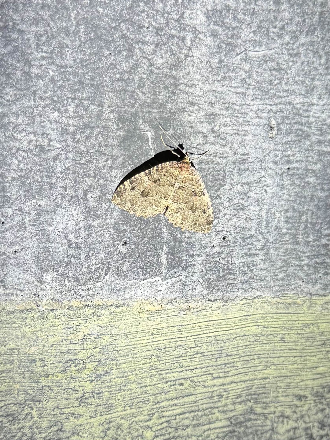 Мы - жители Питера, в Выборге бываем несколько раз в году, тем более, что у нас и дача рядом. Казалось бы: что нового мы можем узнать?