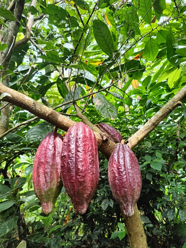 Путешествие в сердце Бали - из Убуда