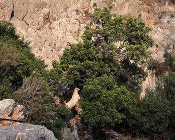 Дикие бухты и острова Гёджека, барбекю