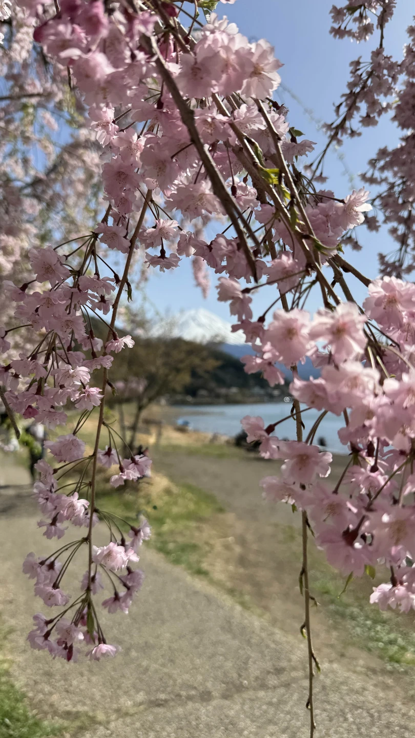 Япония покорила с первой минуты! Программа очень насыщенная. Спасибо Евгении за то что задавала нам верный