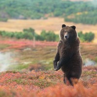 Лучшие места для&nbsp;наблюдения за&nbsp;дикими животными в&nbsp;России
