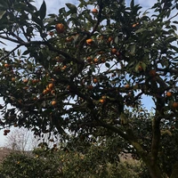 Фото отзыва 2: экскурсия "Кухня деревни Чаисубани (из Батуми)"