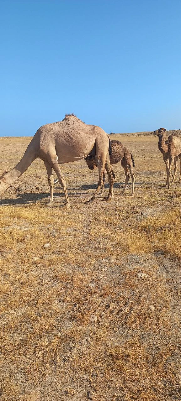 Посетили 14.01.26 экскурсию Восточная Салала с гидом Надеждой, было настолько комфортно, что мы совершенно не заметили