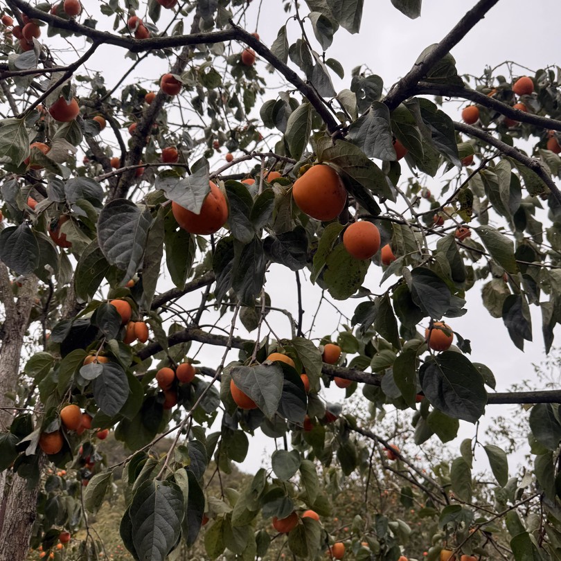 Индивидуальная экскурсия по солнечной Абхазии (Елена)