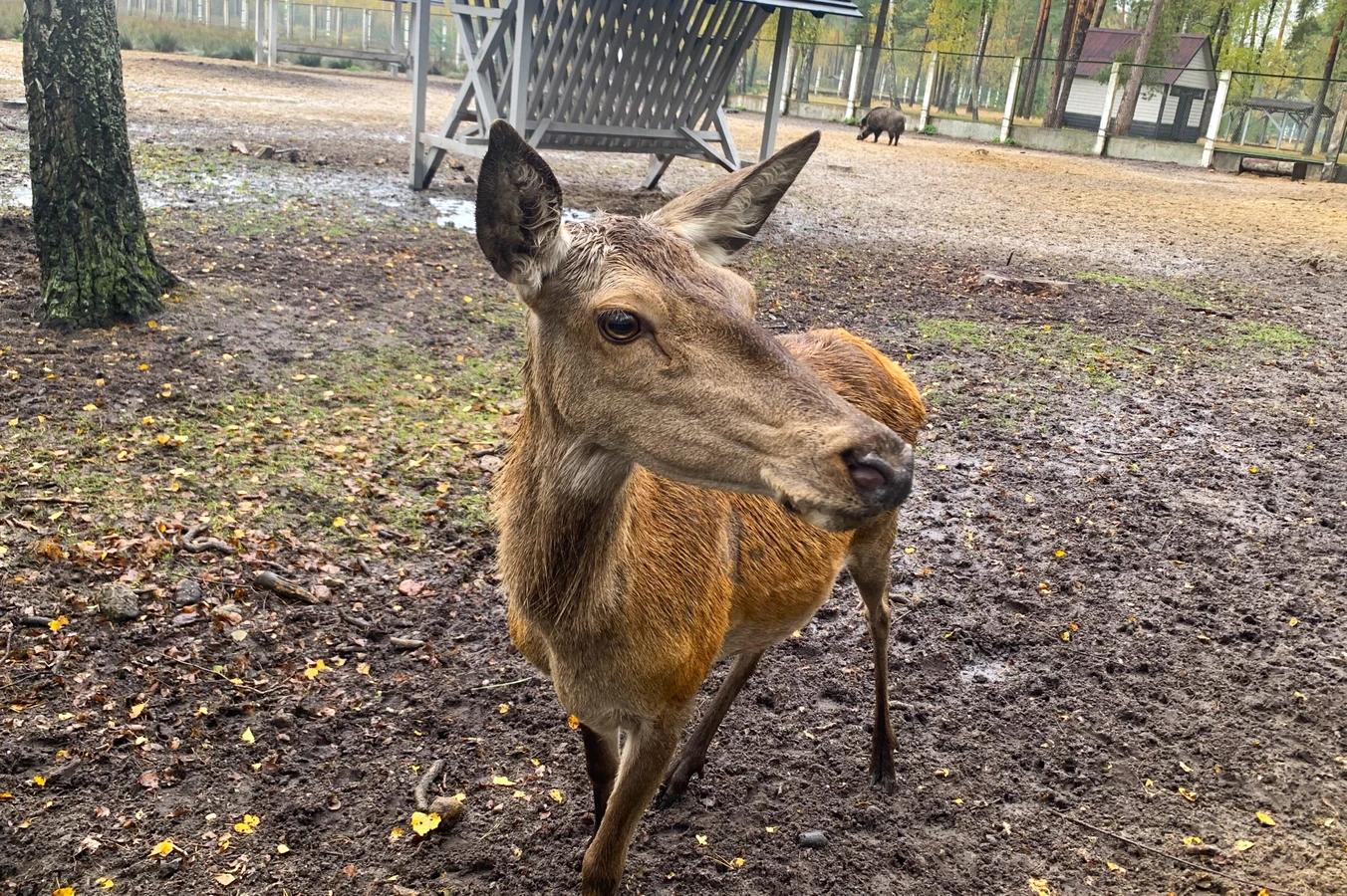 Насыщенное путешествие по Беларуси: 6 городов и Беловежская пуща (2/7)
