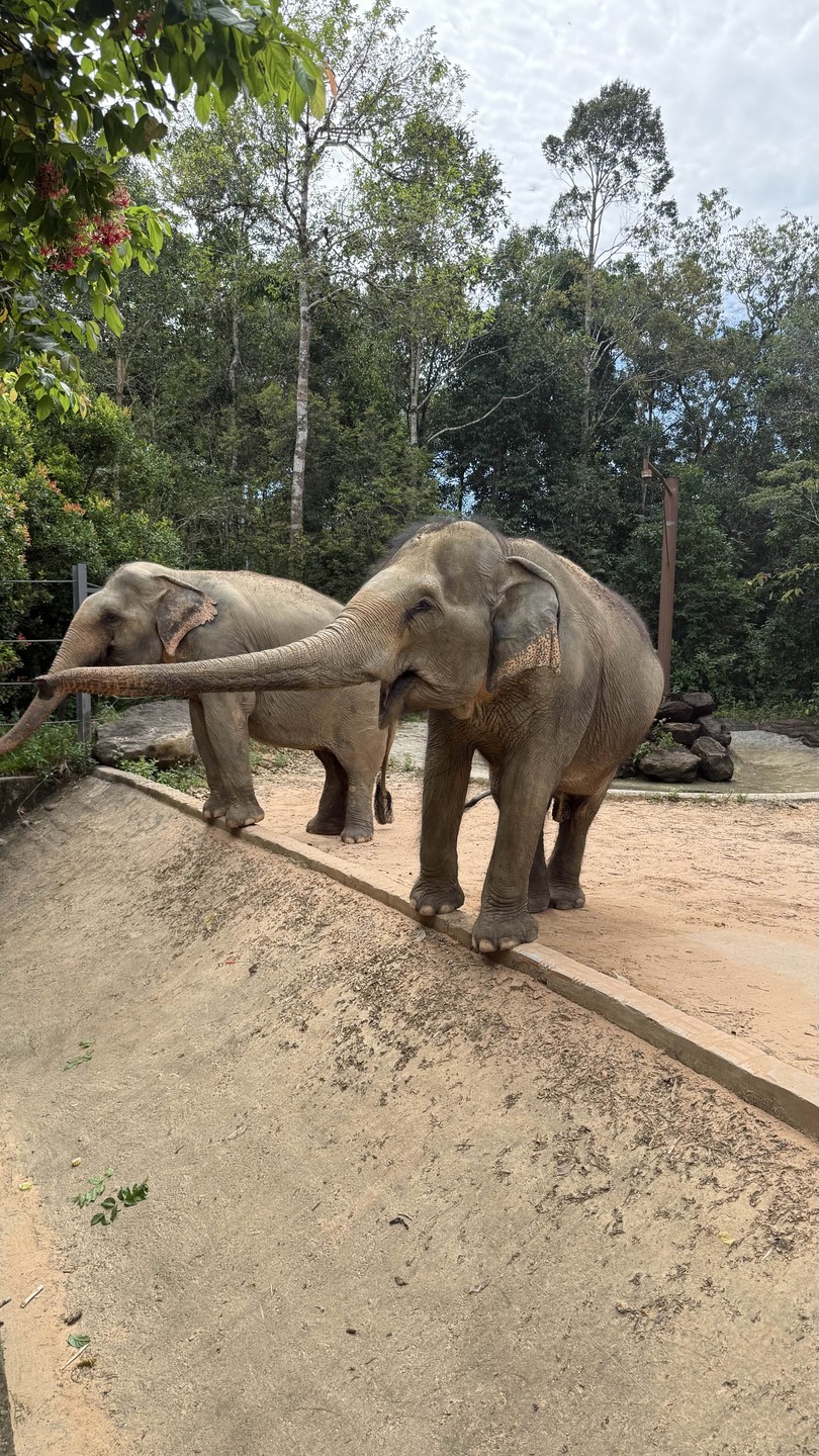 Сафари парк прекрасен. привезли к открытию - было комфортно. рыбацкая деревня - очень вкусный обед.