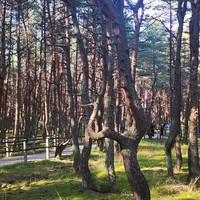 Фото отзыва 3: экскурсия "Ваш идеальный день на Куршской косе"