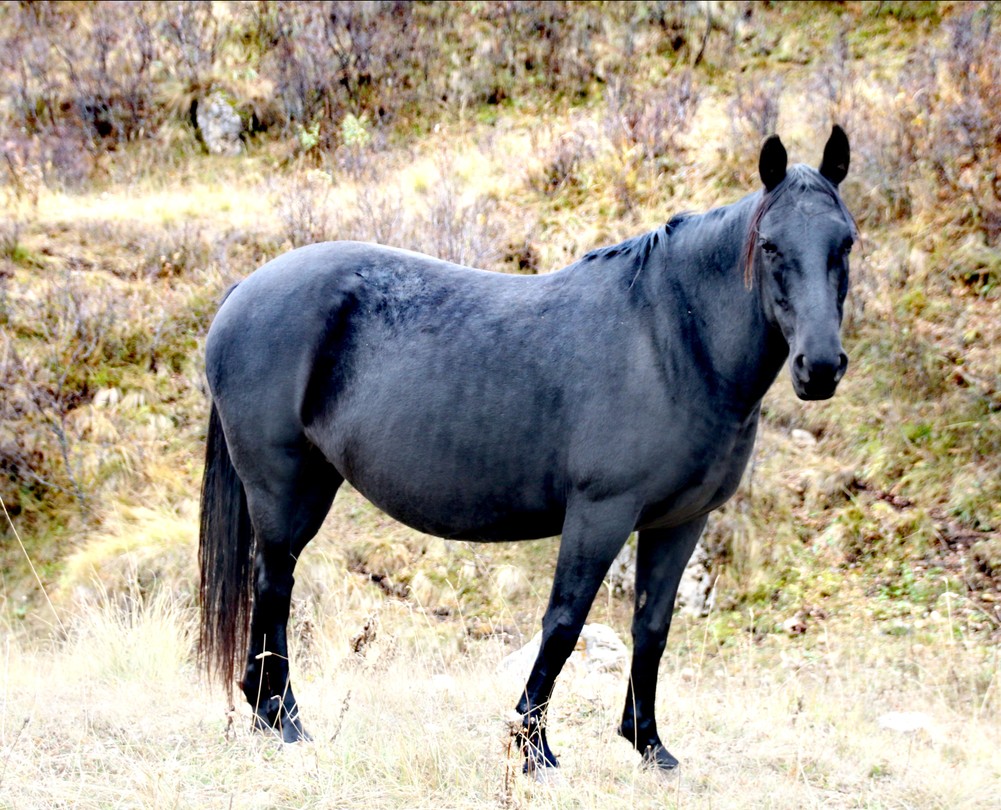 Джилы-Су и Бермамыт - из Кисловодска (Юрий)
