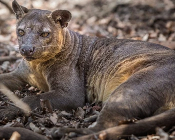 «Киринди», переезд в деревню Бекопака