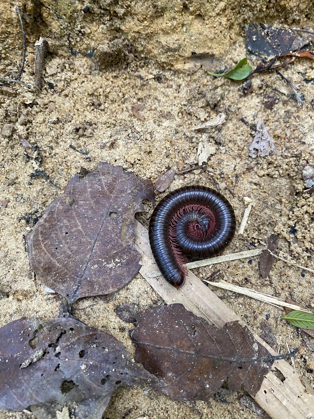 Мы забронировали 4 экскурсии у Сабри - нам понравился его подход: мы сообщили, что на Пхукете