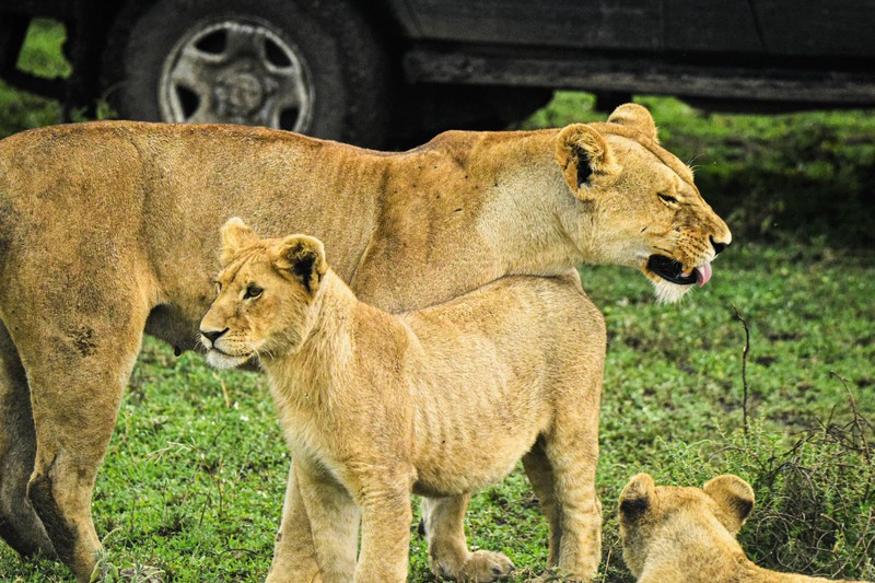 Сафари в национальном парке Руаха в Танзании - из Занзибара