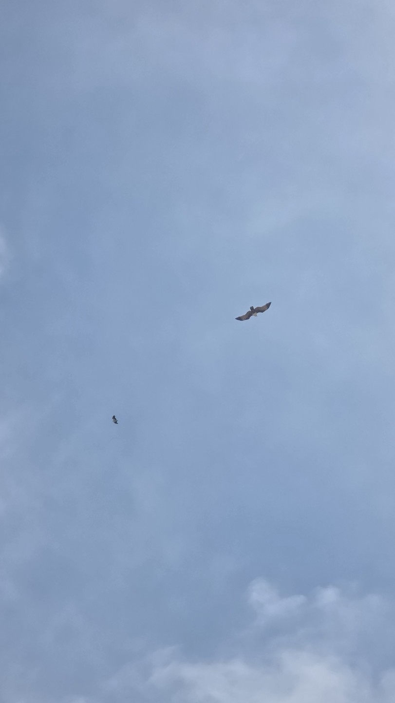 Часто езжу на экскурсии с трипстером. Постараюсь быть объективным.