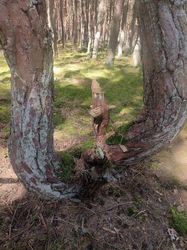 Виды Знаковые места Куршской косы