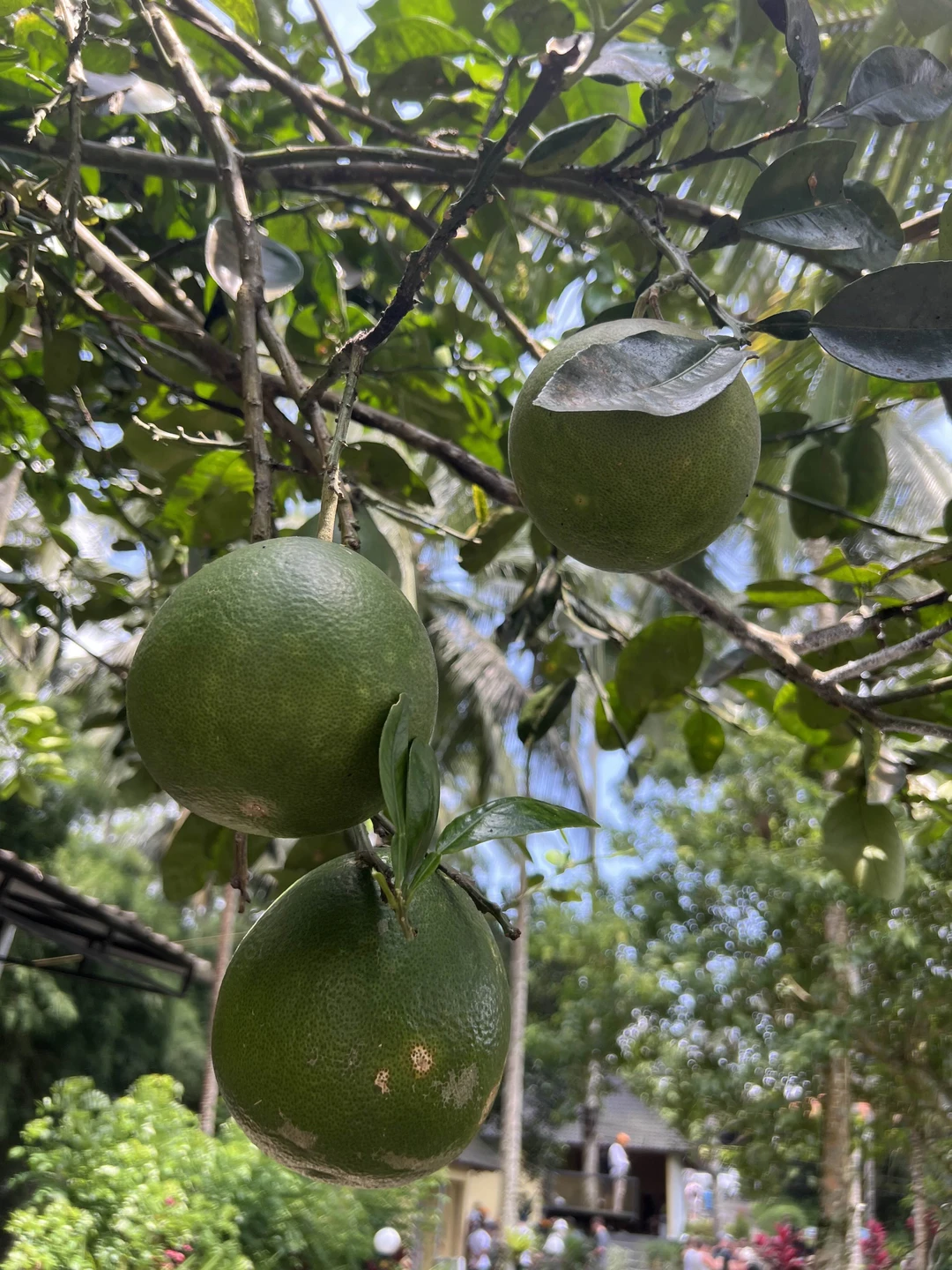 Погружение в культуру острова Ява (Надежда)