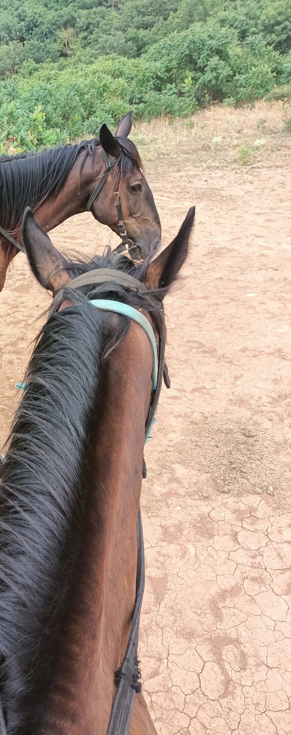 Мы идём с конём: прогулки на лошадях в Агачауле (Филимонова)