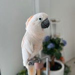 Алёна
