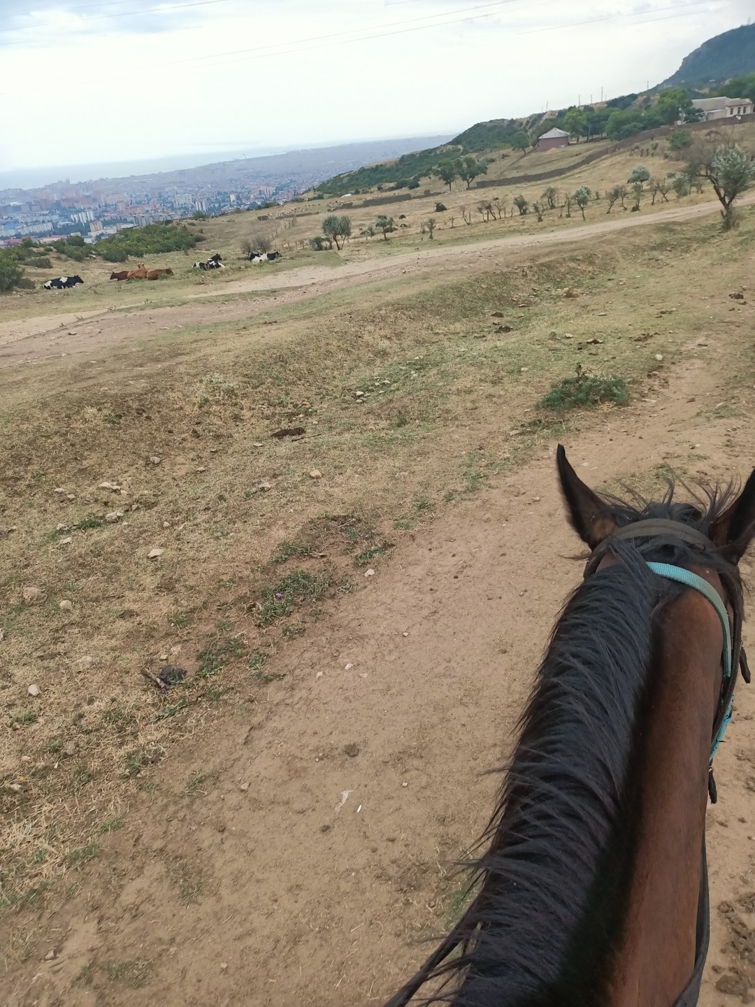 Мы идём с конём: прогулки на лошадях в Агачауле (Филимонова)