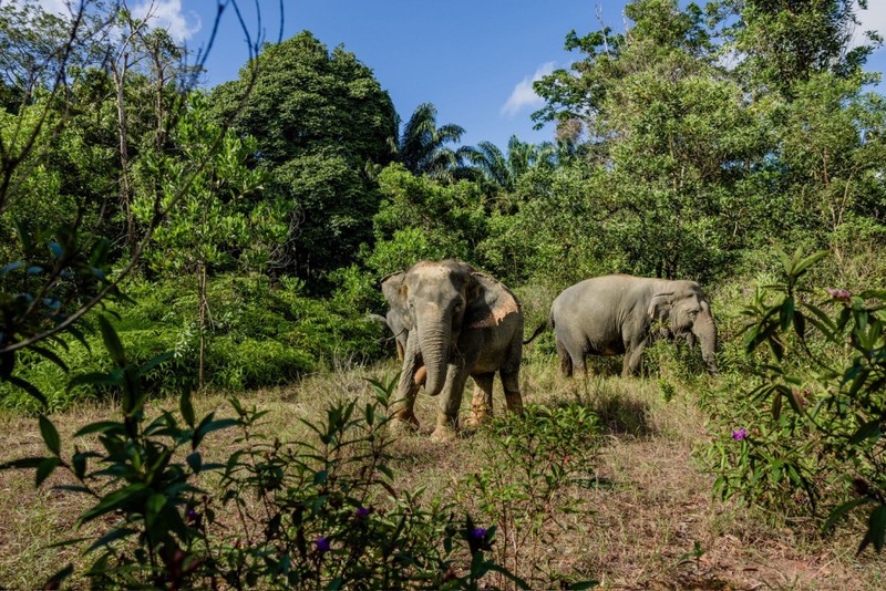 Слоны Као Лака: экскурсия по заповеднику на английском языке
