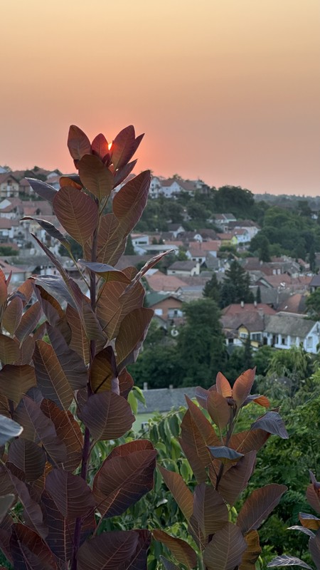 Сремски Карловцы - самый обаятельный город Сербии (из Белграда)