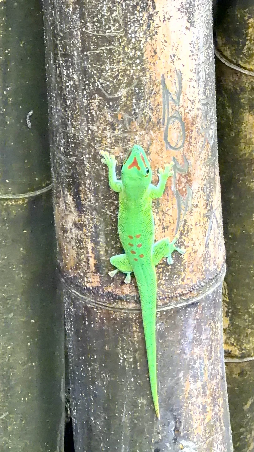 Это было великолепное путешествие. Елена очень интересно рассказывает. С огромной любовью и уважением к острову и