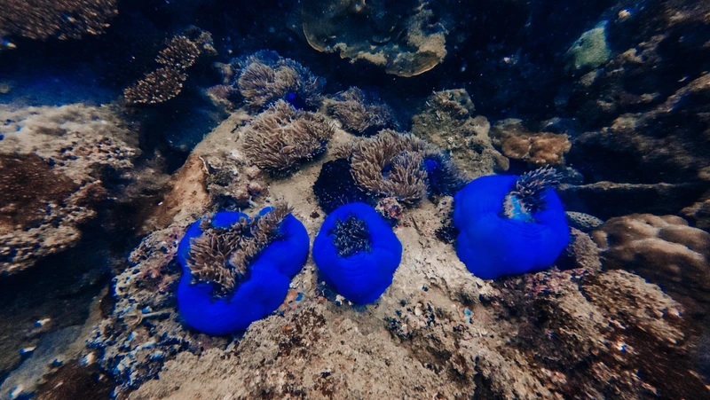 Погружение прошло отлично 👌Женя прекрасный инструктор: брифинг прошел очень четко, информативно и с шуточками-прибауточками. Под водой