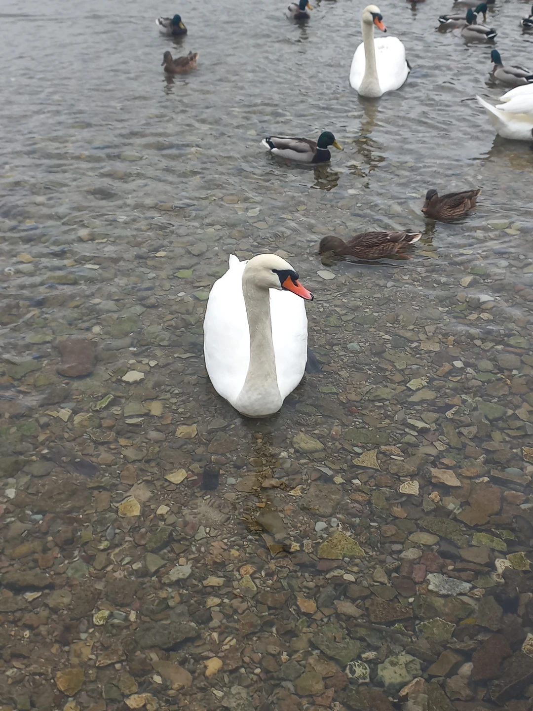 Псково-Печерский монастырь и Изборско-Мальская долина (Елена)