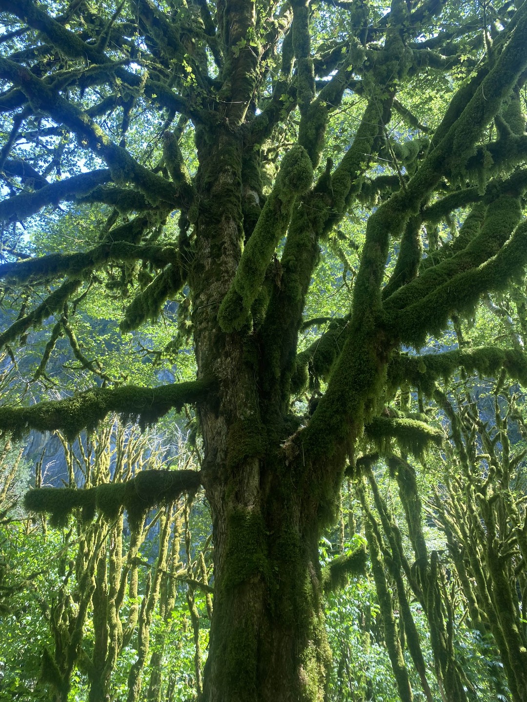 Наша поездка на озеро Рица прошла на одном дыхании. По дороге наш гид Руслан показал нам