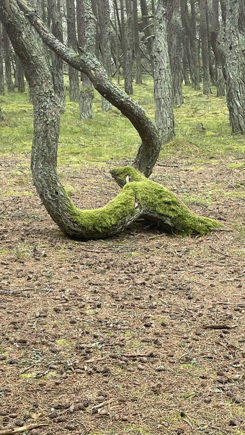 Рано утром - на Куршскую косу (Елена)