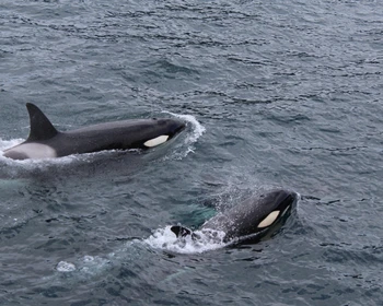Морская прогулка к сивучам, Невельск и Холмск