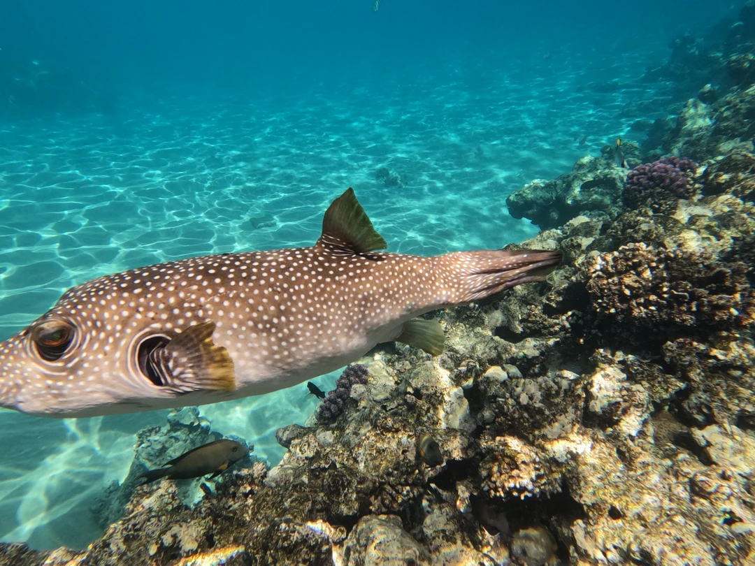 Отличный день в компании с Мустафой. Экскурсия по заповеднику, коралловая стена, которую не увидеть без сопровождения